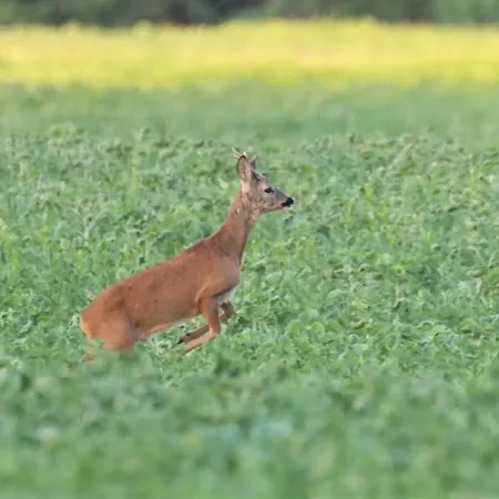 O Bout D'la Motte Voillecomte