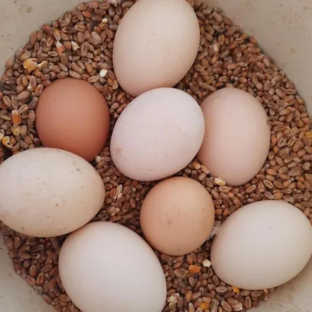 O Bout D'la Motte Homestay *