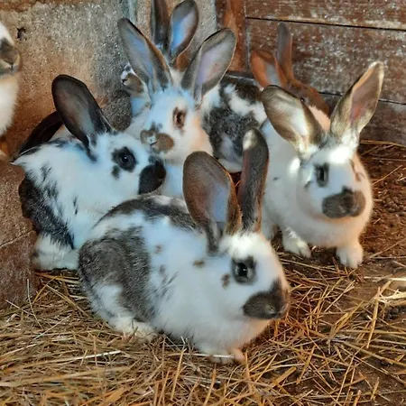 O Bout D'la Motte * Voillecomte