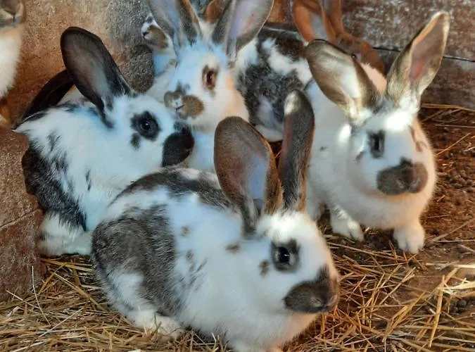 O Bout D'la Motte * Voillecomte