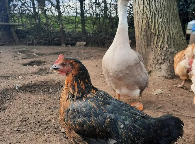 O Bout D'la Motte Privatunterkunft Voillecomte